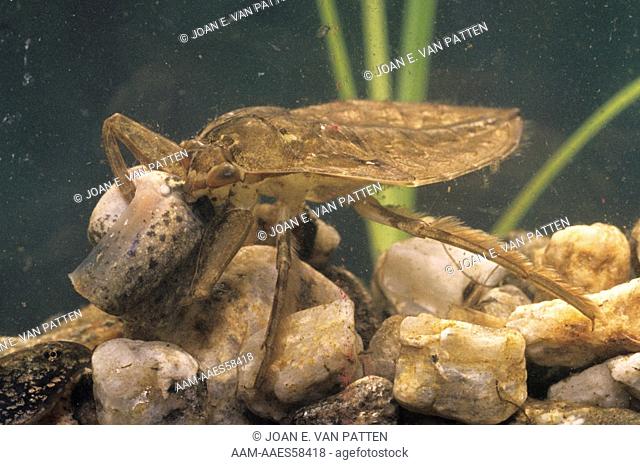 Giant Water Bug (Lethocerus americanus) with Tadpole Prey