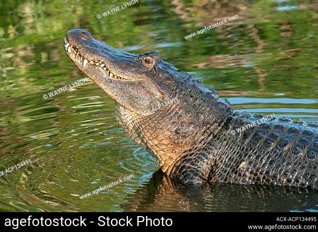 Bellowing male alligator (Alligator mississippiensis), central Florida, USA