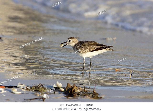 Grey or black bellied plover, pluvialis squatarola on florida beach with mollusk