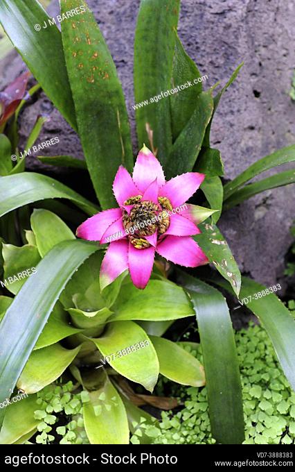 Neoregelia sp. is an epiphytic plant native to tropical South America