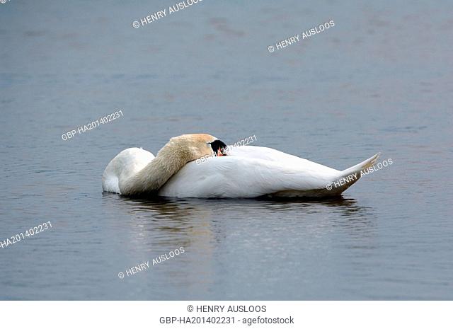 Mute Swan - sleeping - Cygnus olor Cygne muet ou tuberculé - dormant