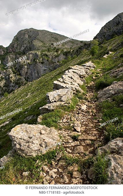 Ruta Praderias de Nava  Parque Nacional Picos de Europa  Cabrales  Asturias  Spain