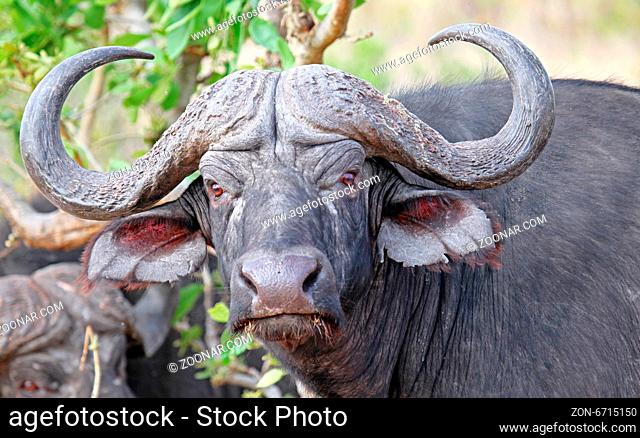 Kaffernbüffel, Syncerus caffer, im Kruger Nationalpark, Südafrika, South Africa, African buffalo