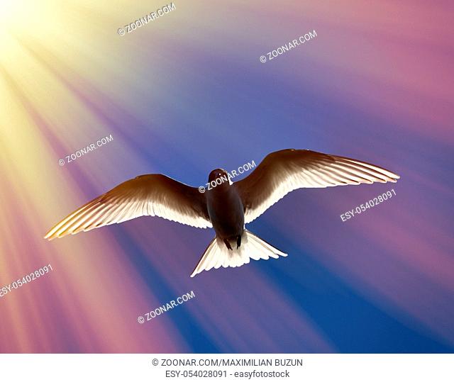 Young river tern (Common Tern, scray, Sterna hirundo) flying, hangs in place like white butterfly. Beauty of flight of birds