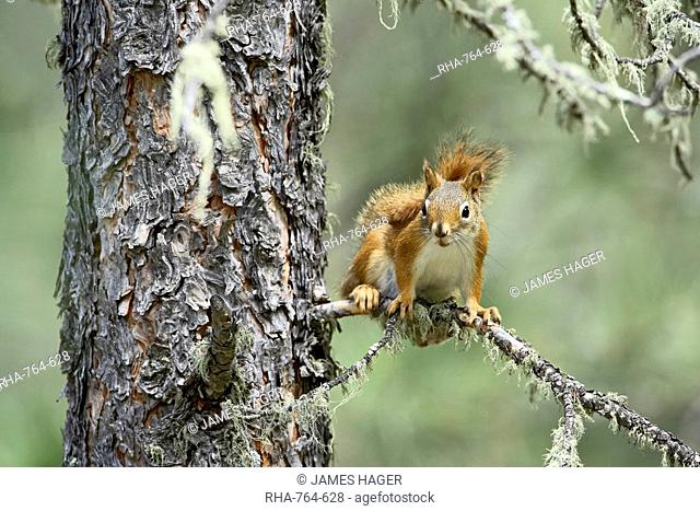Red squirrel Tamiasciurus hudsonicus, Custer State Park, South Dakota, United States of America, North America