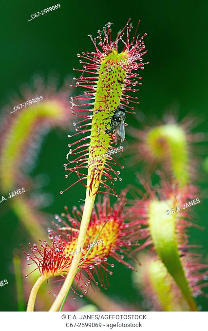 Great Sundew Drosera anglica with captured fly North Norfolk June