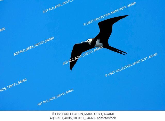 Ascension Frigatebird flying against blue sky, Fregata aquila, Ascension Frigatebird