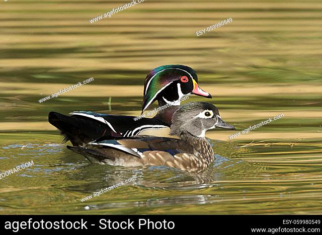 A wood duck couple swims together at Cannon Hill Park in Spokane, Washington