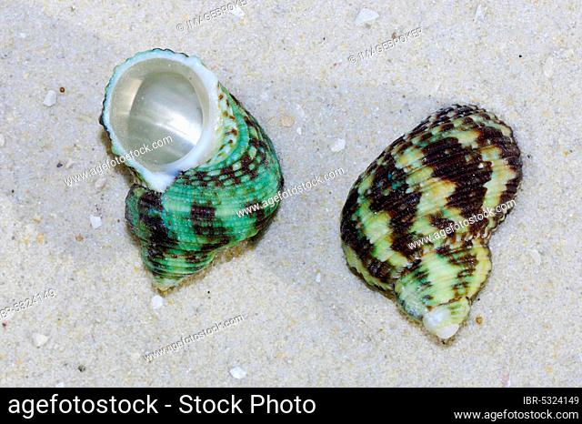 Green Turbo Snails (Turbo marmoratus)