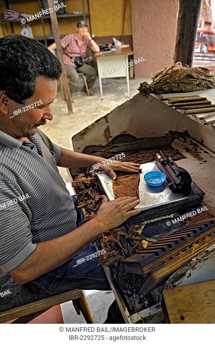 Unfolding the covering leaf, cigar factory near San Ramon, Alajuela Province, Costa Rica, Central America