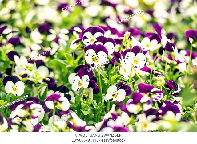 Beautiful purple pansy flowers in spring garden