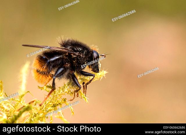 Hoverfly, Criorhina ranuculi, male, sitting on green moss with natural soft background, green and pink
