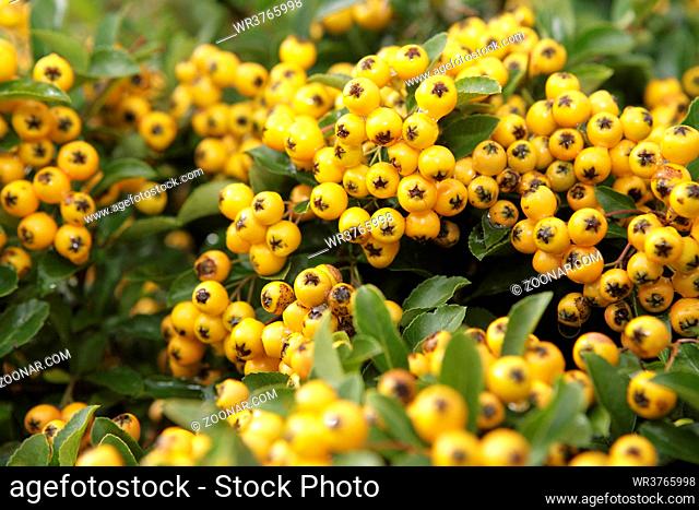 leuchtend gelbe Früchte von einem Feuerdorn, Pyracantha, Strauch