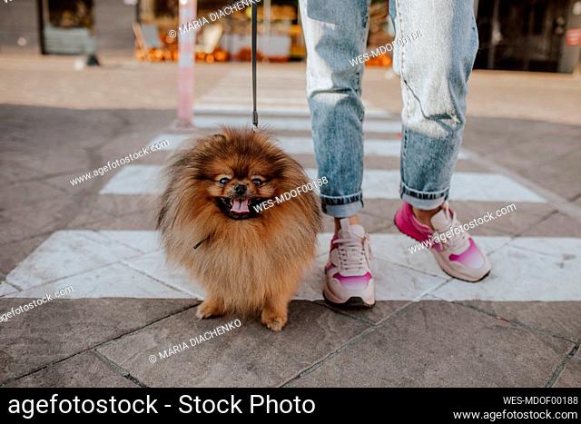 Woman with dog crossing crosswalk on street