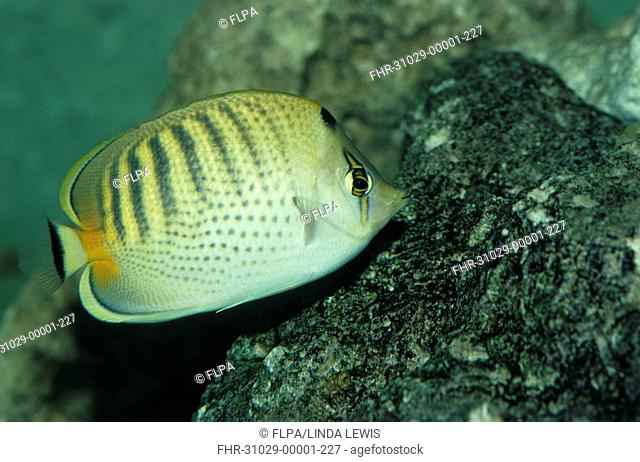 Spot-banded Butterflyfish Chaetodon punctofasciatus