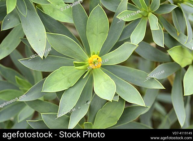 Balsam spurge (Euphorbia balsamifera) is a shrub native to Canary Islands and western Africa. Flower (cyathium) detail. This photo was taken in Lanzarote