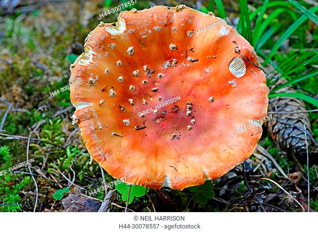 The cap of a mature Amanite Muscaria otherwise known as the Fly Agaric, source of the psycho-active drug Muscarine used by shamans for over 20, 000 years