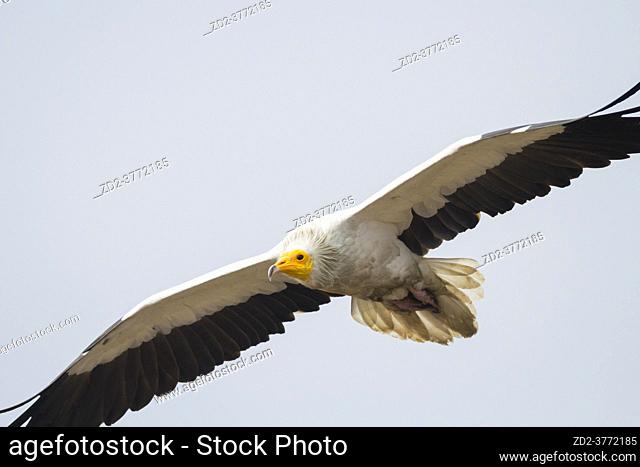 Egyptian Vulture (Neophron percnopterus) in flight. Pokhara. Nepal