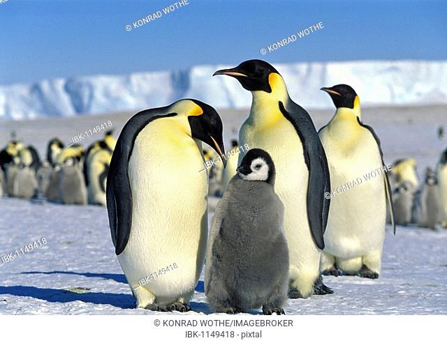 Emperor Penguins (Aptenodytes forsteri) with chick on iceshelf, Antarctica