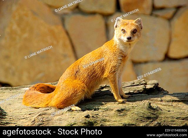 Fuchsmanguste - Yellow Mongoose 04