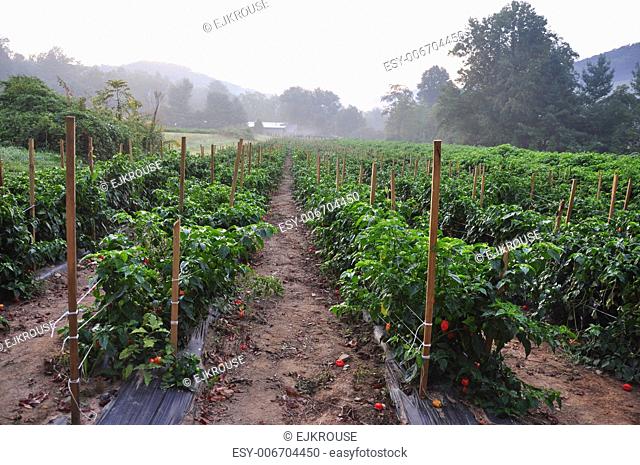 Organic pepper farm near Asheville, North Carolina growing the hottest peppers in the world