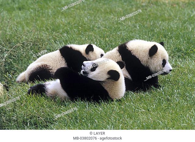 Big panda, Ailuropoda melanoleuca,  Young, meadow, lie  Wildlife, wild animal, animals, mammals, carnivores, bamboo bears, three, foully, resting, relaxing
