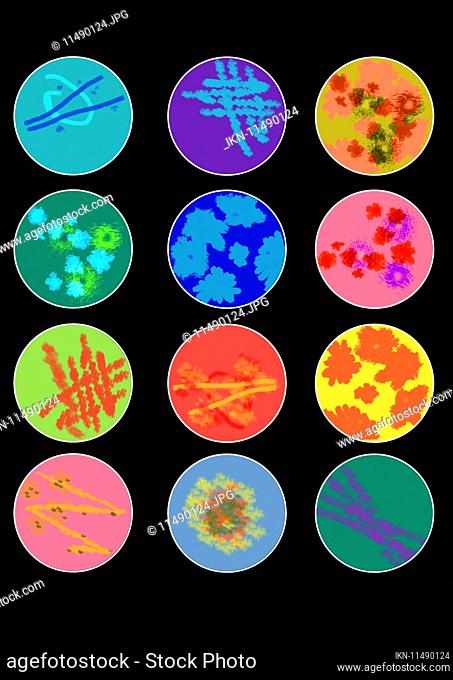 Multi coloured samples in rows of petri dishes