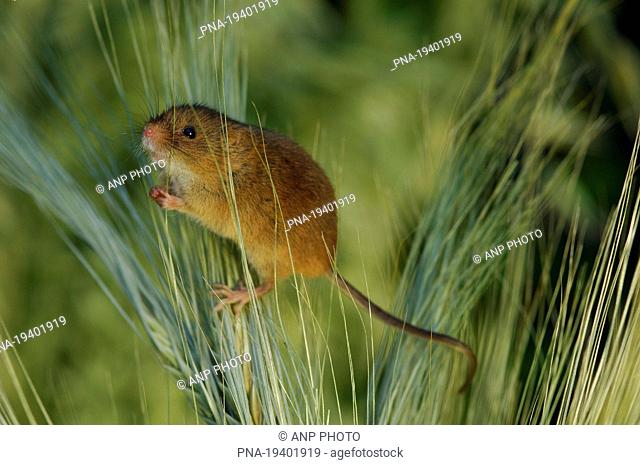 Harvest Mouse Micromys minutus - Groningen, The Netherlands, Holland, Europe