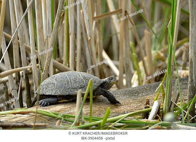 European Pond Turtle (Emys orbicularis), Lobau, Danube-Auen National Park, Lower Austria, Austria