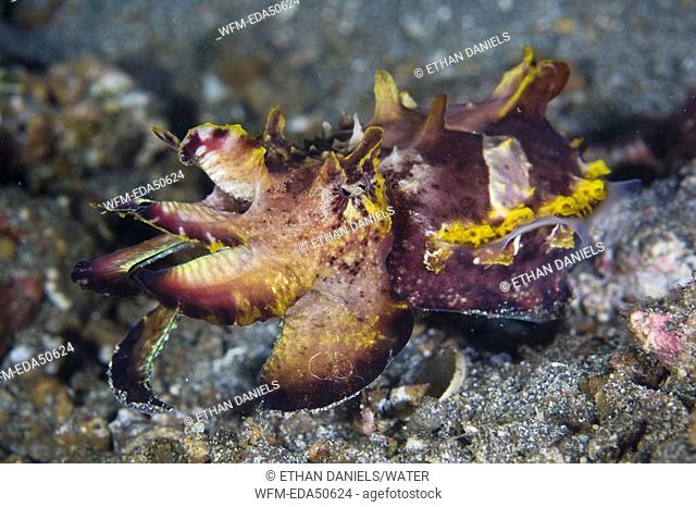 Venomous Flamboyant Cuttlefish, Metasepia pfefferi, Sulawesi, Lembeh Strait, Indonesia