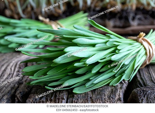 Freshly harvested barley grass on a wooden background