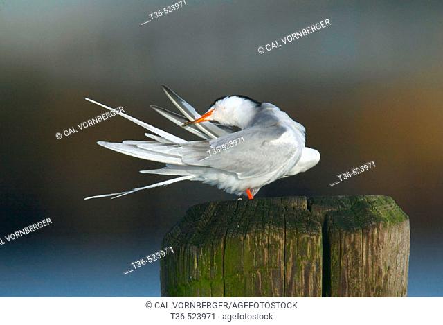 A Common Tern (Sterna hirundo) preening its feathers on an early summer morning at Jones Beach State Park on New York's Long Island. USA