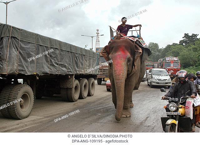 Elephant with Mahut on the eastern express highway near Mulund ; Bombay Mumbai ; India ; NO MR