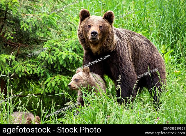 Protective brown bear, ursus arctos, mother guarding her cub in tall green grass by spruce tree. Female mammal standing close to her offspring and looking into...