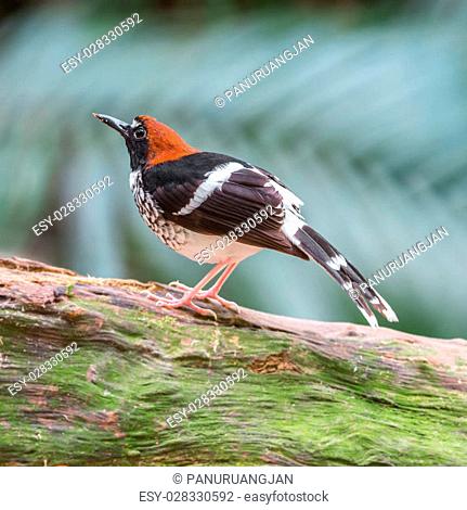 Beautiful orange bird, male Chestnut-naped Forktail bird (Enicurus ruficapillus), standing on the log, side profile