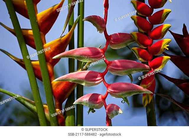 Pink Heliconia Heliconia chartacea with heliconia caribea in background