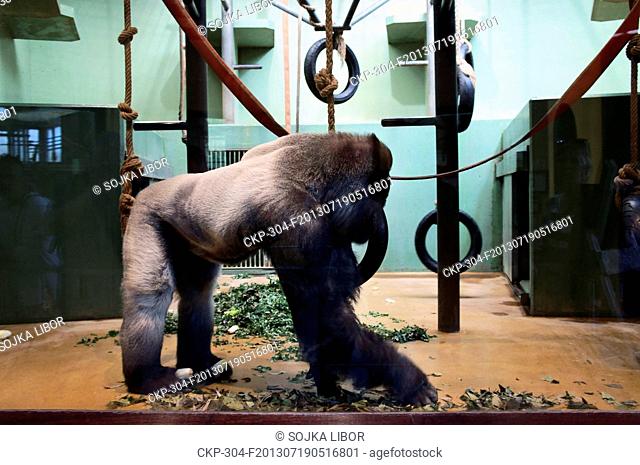 Rotterdam Zoo (Diergaarde Blijdorp), Bokito Western Lowland Gorilla (Gorilla gorilla gorilla), enclosure, Netherlands on May 3, 2013