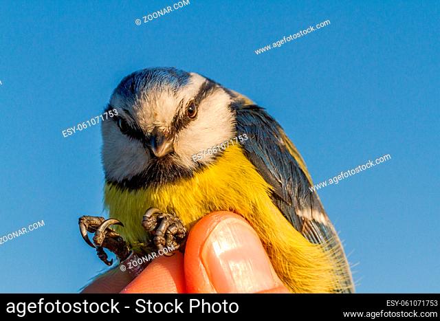 bird is held in a womans hand for ringing, or banding, in Jomfruland Bird Station Norway