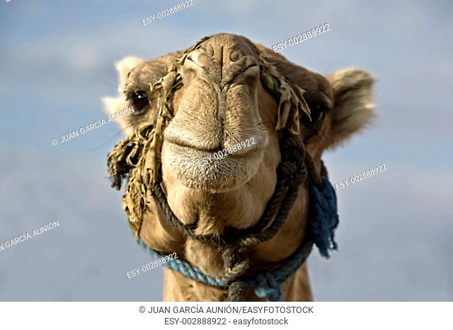 a camel head from the from with the heaven at bottom