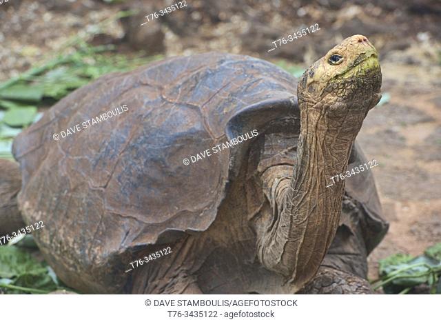 Galapagos giant tortoise (Chelonoidis nigra), Charles Darwin Research Station, Galapagos Islands, Ecuador