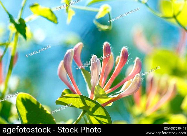 Lonicera periclymenum flower, common names honeysuckle, common honeysuckle, European honeysuckle or woodbine, blooming in summer season in garden
