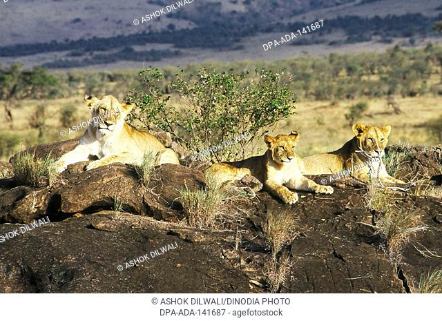 Lioness and cubs sitting on rock Panthera leo