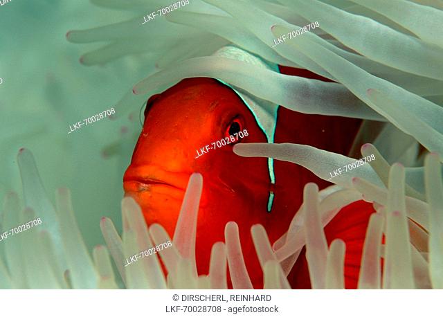 Stachel-Anemonenfisch, Spinecheek clownfish, Premn, Premnas aculeatus