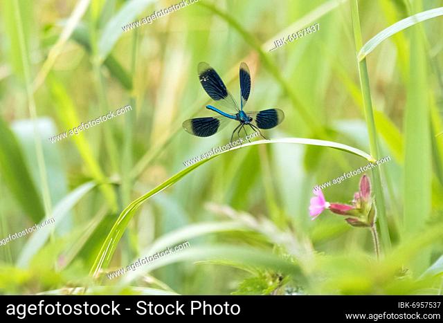 Banded demoiselle (calopteryx splendens) male, landing on reed stalk, Hesse, Germany, Europe