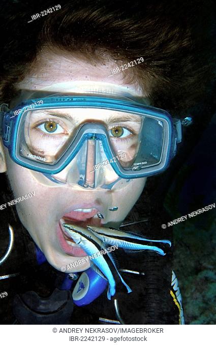 Young diver having mouth cleaned by cleanerfish, Sabre-toothed blenny (Aspidontus taeniatus), Red Sea, Egypt, Africa