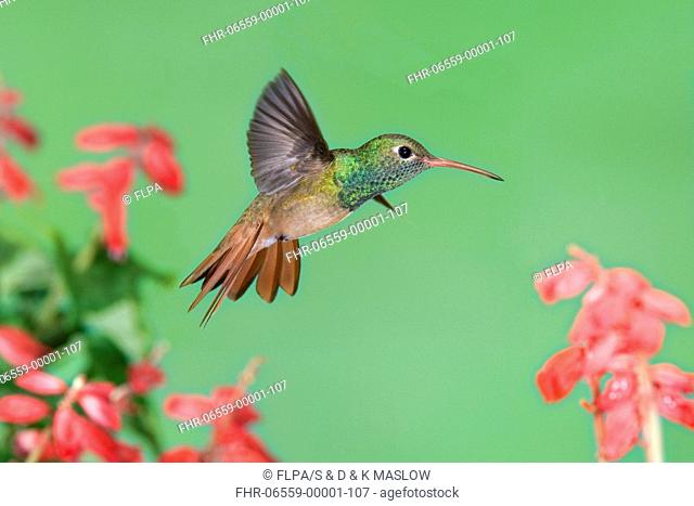 Buff-bellied Hummingbird Amazilia yucatanensis adult, in flight, feeding at salvia flowers, U S A