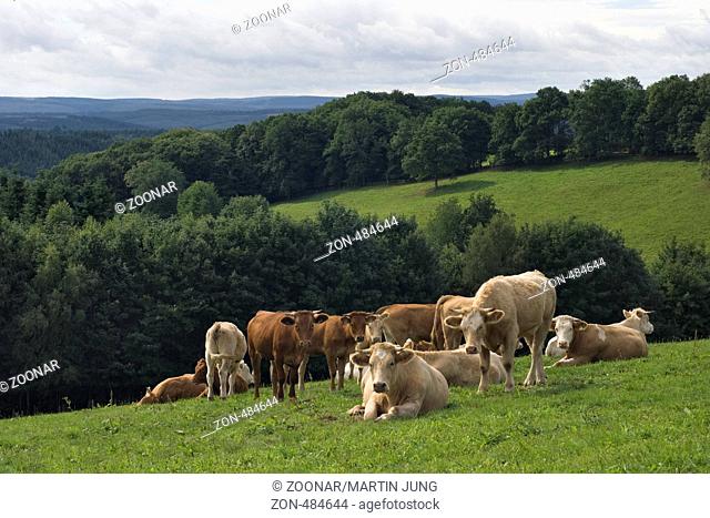 Kühe grasen auf einer Weide. Volnsberg, Siegen, NRW, Deutschland