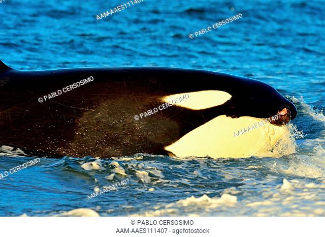 Orca or Killer Whale, Orcinus Orca, hunting South American Sea Lion, Otaria Flavescens at Peninsula Valdes, Patagonia, Argentina, South Atlantic