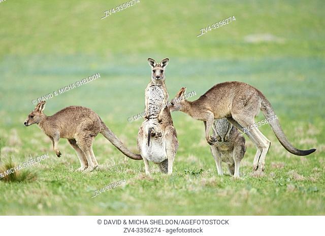 Eastern grey kangaroos (Macropus giganteus) wildlife on a meadow in Australia