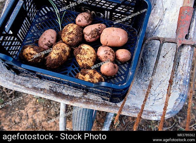 harvest, potato cultivation, biologically, potato harvest